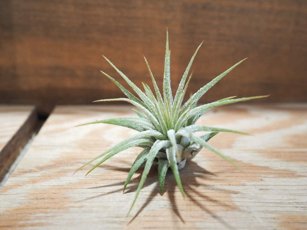 チランジア ／ 入門3点セット Bタイプ (Tillandsia B-type) | 常葉植物