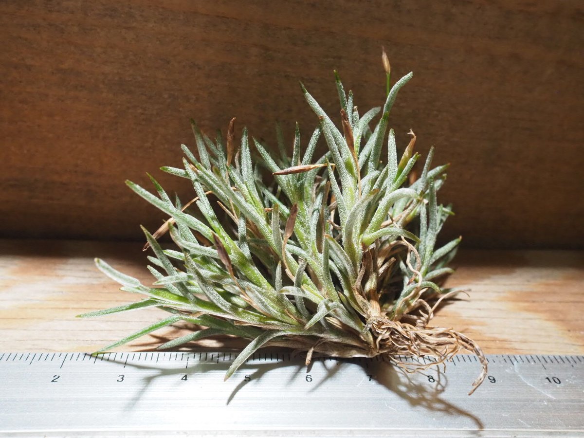 【ハルハル】T. capillaris 3点セット チランジア ／ カピラリス T-Type (T.capillaris) ☆CD01/Jul30