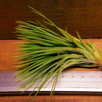 チランジア ty x Showtime チランジア・ショウタイム T. Showtime (T. bulbosa X T