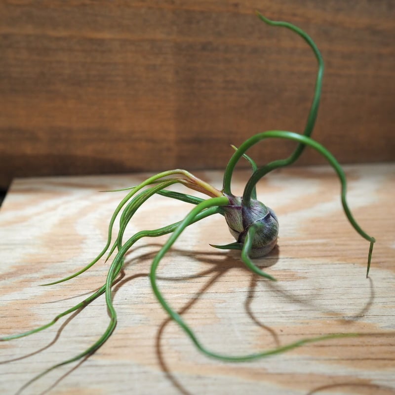 チランジア ／ 入門3点セット Dタイプ (Tillandsia D-type) | 常葉植物