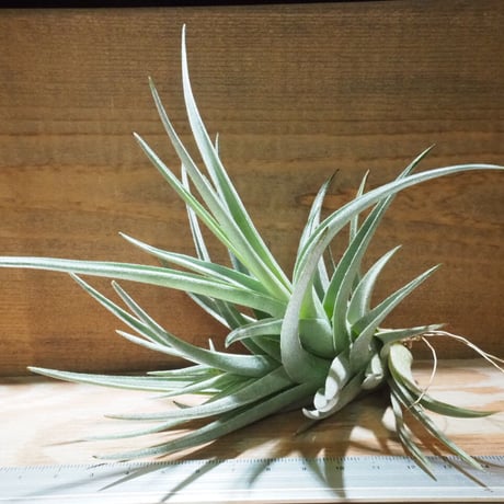 ティランジア・トメキー Yahoo!オークション - KN ティランジア トメキー（TILLANDSIA