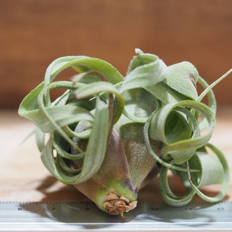 チランジア ／ ストレプトフィラ mini　(T.streptophylla)　＊A01/Aug27-01