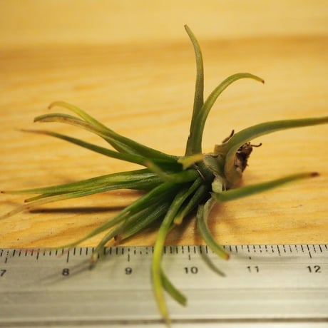 CATEGORY エアプランツ(チランジア)K~O | 常葉植物園 Tokiwa CATEGORY エアプランツ(チランジア)K~O | 常葉植物園 Tokiwa