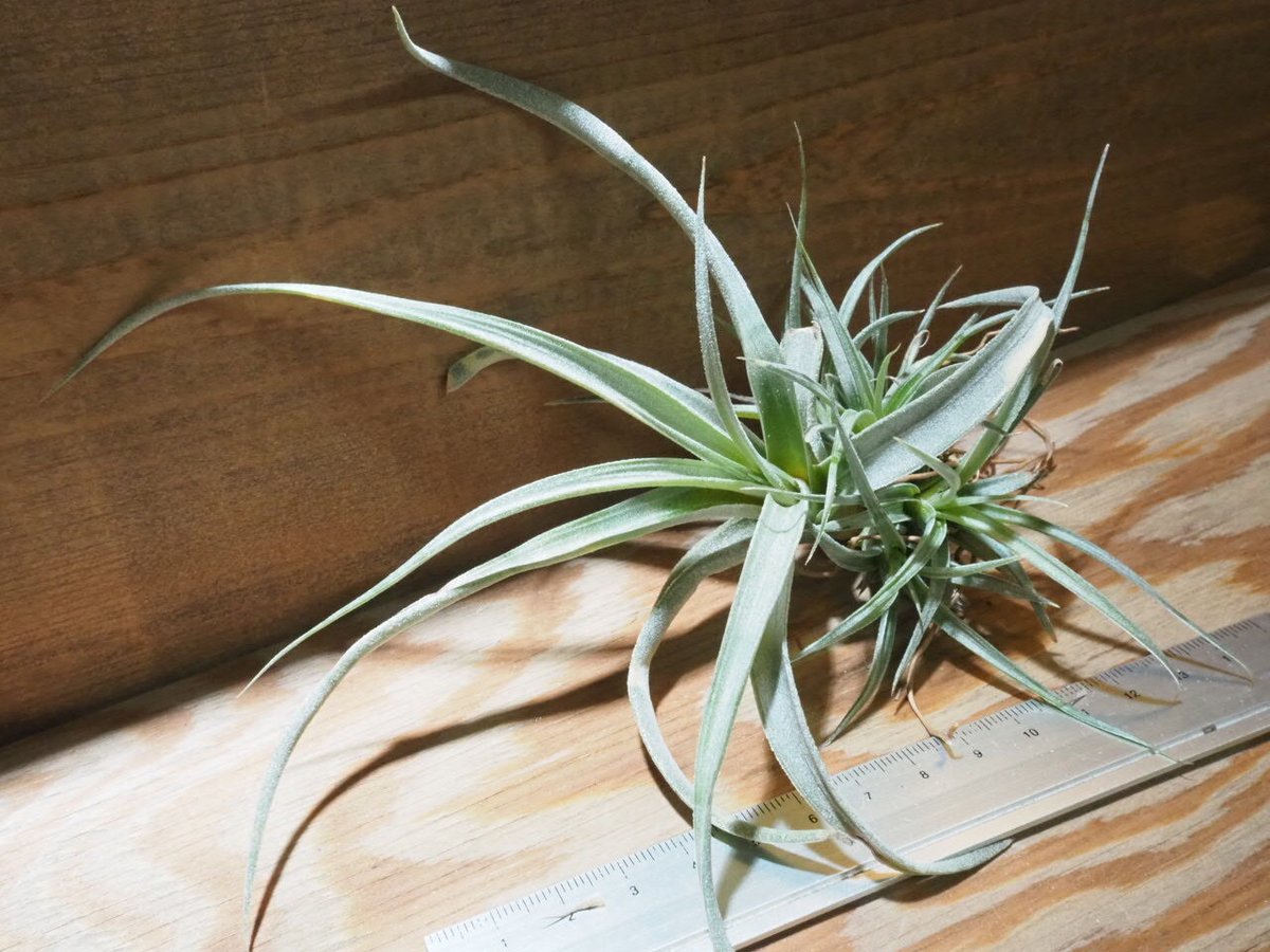 チランジア ／ チアペンシス M (T.chiapensis) ☆CD01/Apr17 | 常