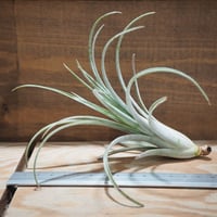 チランジア　　カウツキー チランジア ／ カウツキー L (T.kautskyi) ☆GH01/Feb05 | 常葉植物