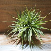 チランジア ／ イオナンタ ファットボーイ　(T.ionantha 'Fat Boy')　★EF01/Feb05
