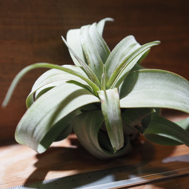 T*a様 チランジア　プリンゲリxストレプトフィラ チランジア・ストレプトフィラ - Wikipedia