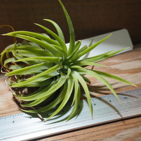 チランジア ／ イオナンタ ウアメルラ　(T.ionantha huemulata) ★タイ農場　★EF01/Feb05