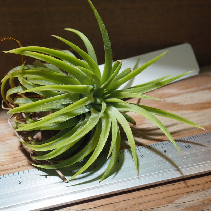 チランジア ベアコレアーレ × イオナンタウアメルラ チランジア ベアコレア × イオナンタ ウアメルラ Tillandsia BC