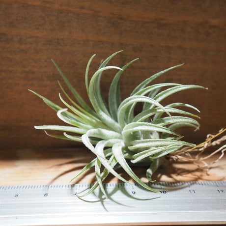 STORES エアープランツの検索結果