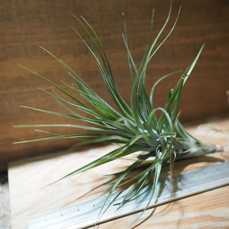 チランジア ／ テヌイフォリア アメシスト L　(T.tenuifolia var. amethyst)　＊A01/Feb20