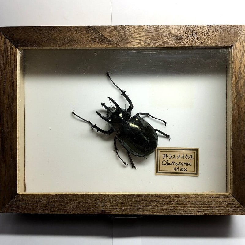 カブトムシ アトラスオオカブト ゴホンヅノカブト 標本 アトラスオオカブト標本 ゴホンヅノカブト標本
