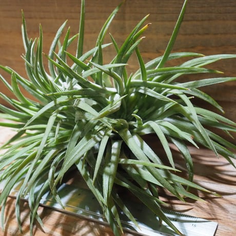 チランジア ／ イオナンタ ビッグボーイ クレステッド XL　(T.ionantha ’Big Boy’)　★CD01/Dec19
