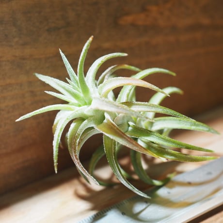チランジア ／ イオナンタ ヴァンハイニンギー　(T.ionantha var. vanhyningii) ★タイ農場　＊A01/Jun05