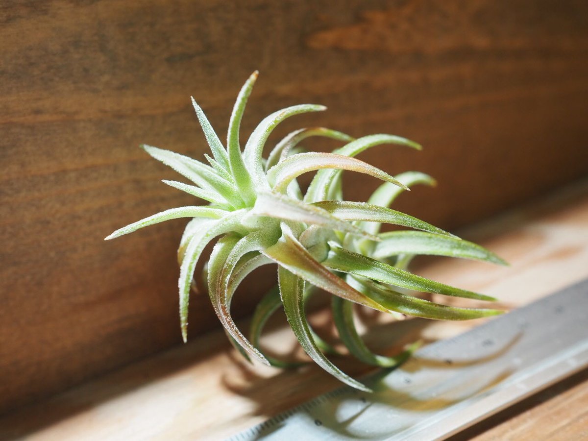 T.ionantha van-hyningii Minor YCB タグ有り T.ionantha van-hyningii Minor YCB タグ有り