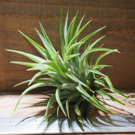 チランジア ／ イオナンタ マキシマ　(T.ionantha var. maxima)　★CD01/Dec19