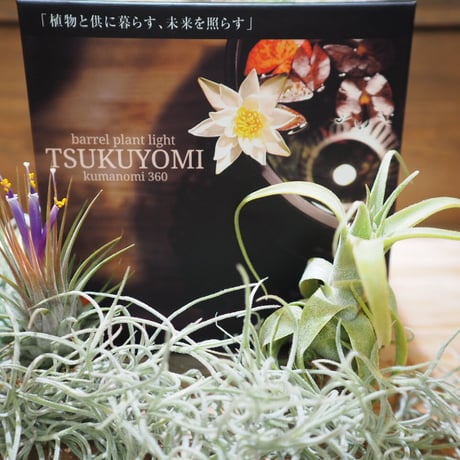 セール品 | 常葉植物園 Tokiwa Botanical-Garden ／ ティランジア