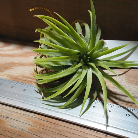 チランジア ／ イオナンタ ウアメルラ　(T.ionantha huemulata) ★タイ農場　★EF01/Feb05