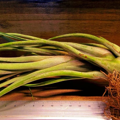 チランジア ／ カプトメドーサ × フラベラータ　(T.caput-medusae × T.flabellata)