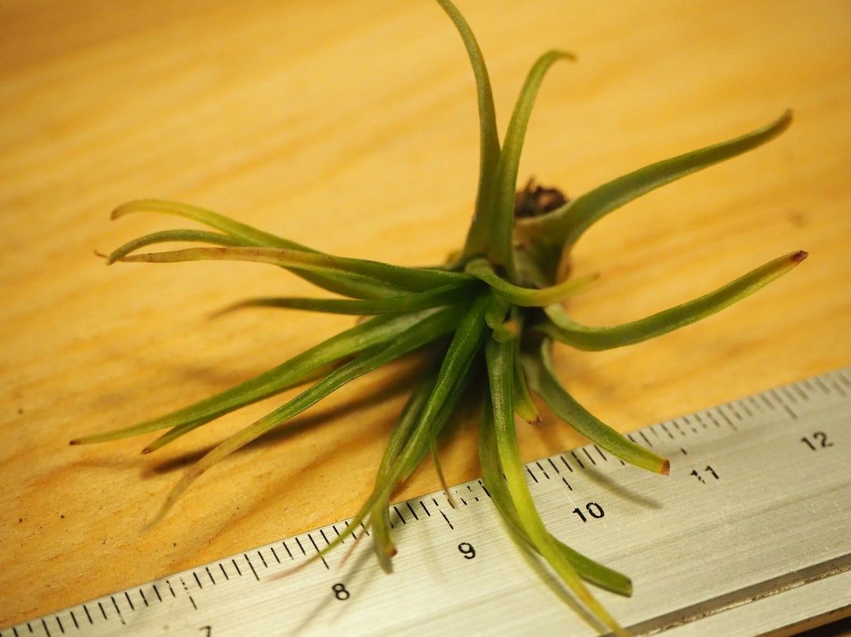 チランジア　ケゲリアナ x ロシー　子株つき チランジア ／ ケゲリアナ × ロシー (T.kegeliana × T.rothii) |