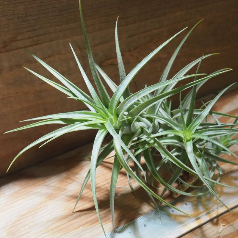 大型エアープランツクランプ ティランジアベルゲリークランプ 【公式通販】