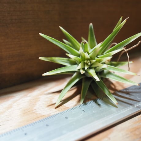 チランジア ／ イオナンタ アルボマージナータ　(T.ionantha 'Albo-Marginata')　＊A01/Feb27-01