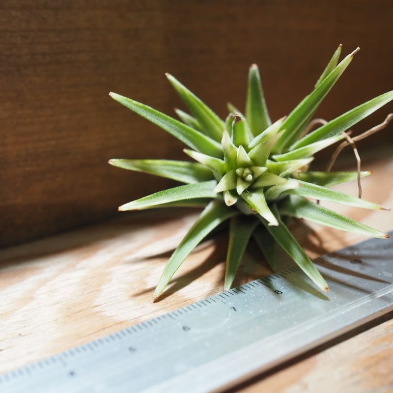 チランジア イオナンタ アルボマージナータ 1株 チランジア ／ イオナンタ アルボマージナータ (T.ionantha 'Albo-Margi
