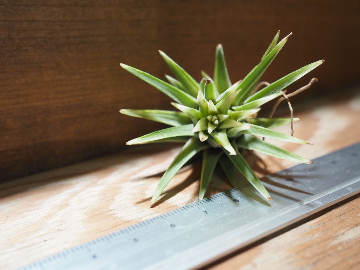 チランジア ／ イオナンタ アルボマージナータ (T.ionantha 'Albo-Margi