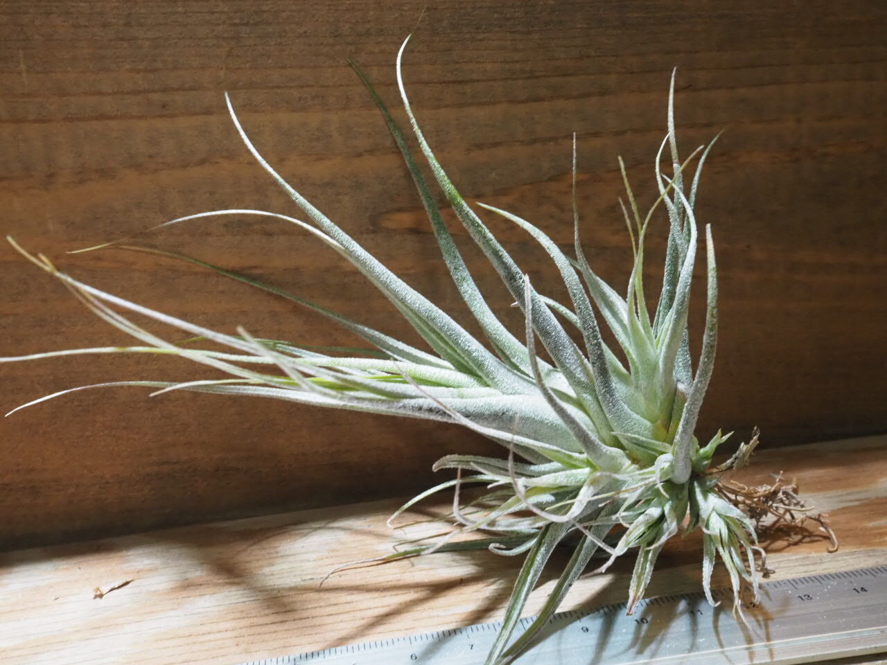 Tillandsia チランジア エーレルシアナ original