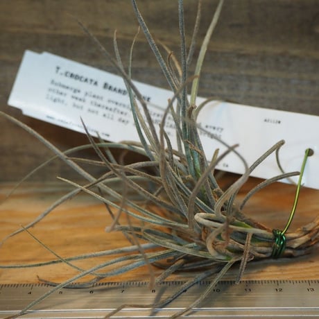 STORES エアープランツの検索結果