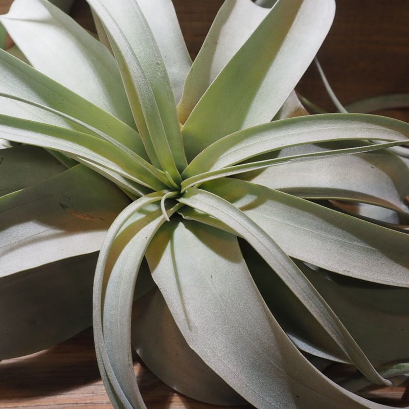 チランジア　ブラキフィラ チランジア・ファスキクラータ var.デンシスピカ Tillandsia