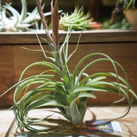 チランジア ／ イオナンタ モンストローズ (T.ionantha 'Monstrose')