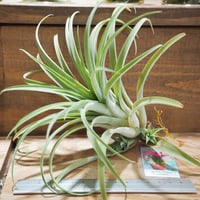チランジア ／ カピタータ オレンジ × イオナンタ　(T.capitata 'Orange' × T.ionantha)　＊A01/Jul25