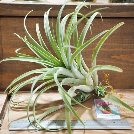 チランジア ／ カピタータ オレンジ × イオナンタ　(T.capitata 'Orange' × T.ionantha)　＊A01/Jul25