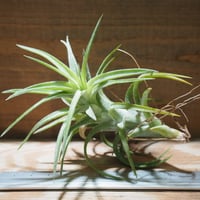 チランジア ／ イオナンタ ファットボーイ (T.ionantha 'Fat Boy') ☆E