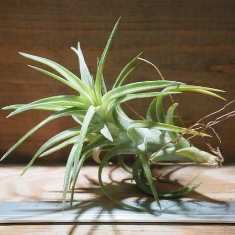 チランジア ／ イオナンタ ヴァンハイニンギー M　(T.ionantha var. vanhyningii)　★EF01/Feb05