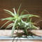 チランジア ／ イオナンタ ヴァンハイニンギー M　(T.ionantha var. vanhyningii)　★EF01/Feb05