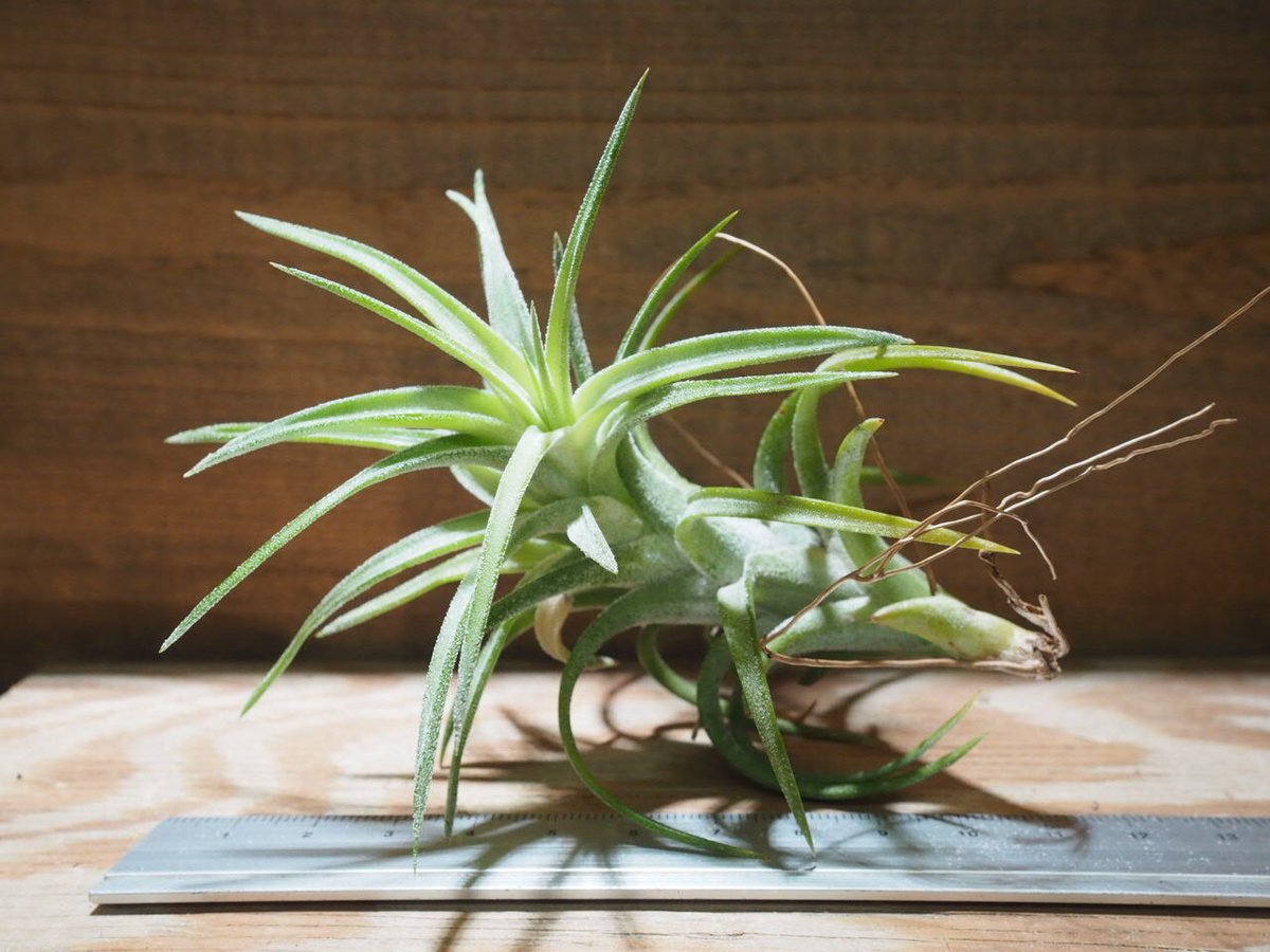 チランジア ／ イオナンタ ヴァンハイニンギー M (T.ionantha var. vanh