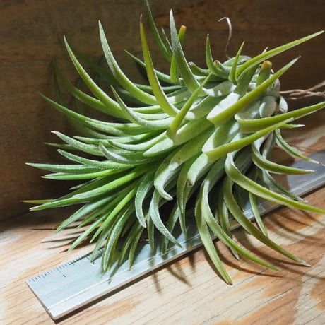 チランジア ／ イオナンタ カーリージャイアント XL　(T.ionantha 'Curly Giant')　＊A01/Jul28