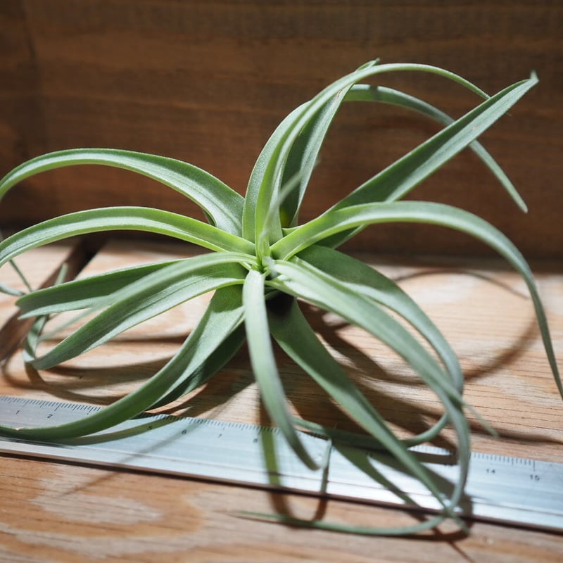 チランジア ／ レディ M (T.'Redy') ＊A01/Apr18 | 常葉植物園 Tok