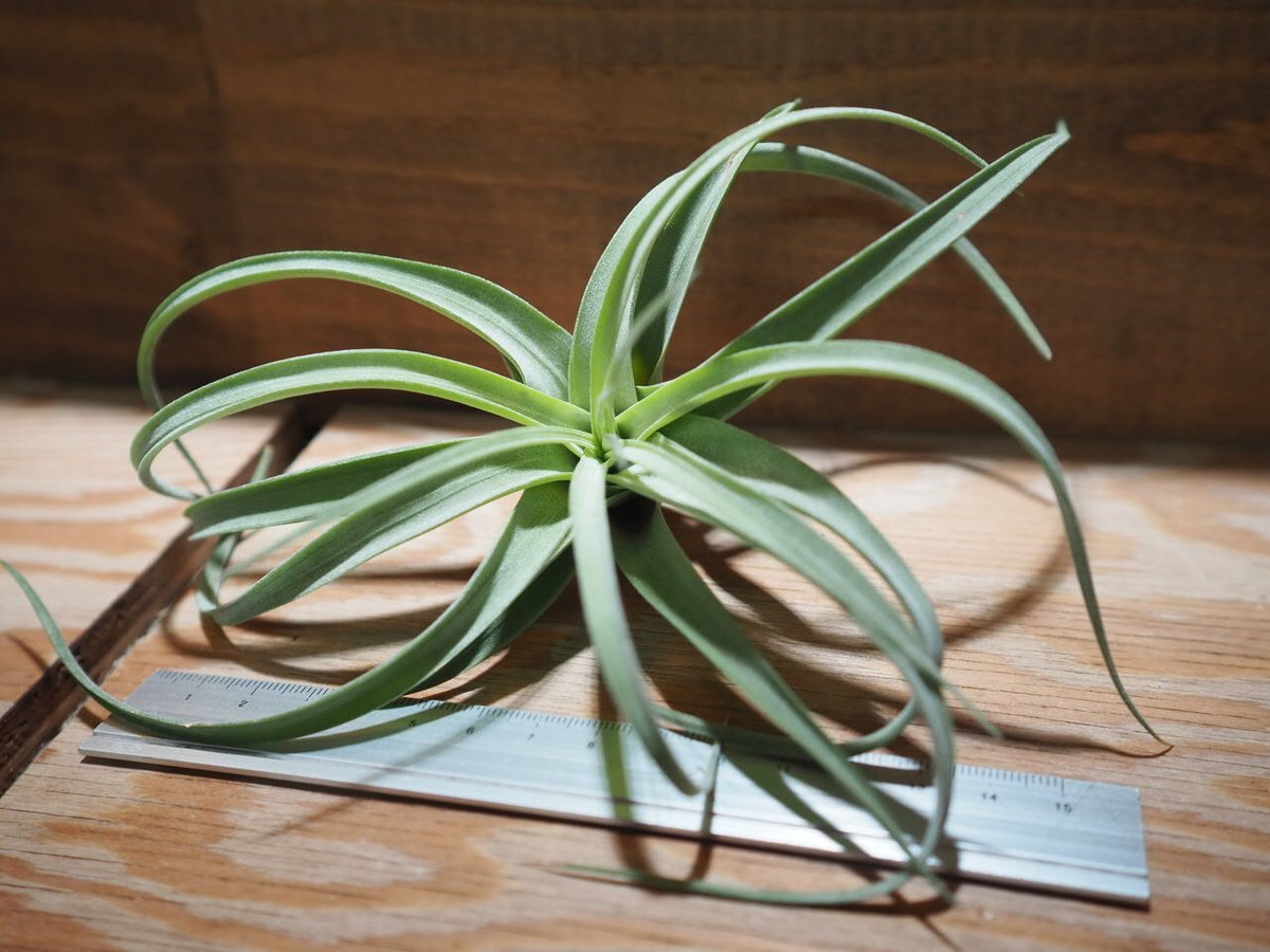 チランジア Redy チランジア ／ レディ M (T.'Redy') ＊A01/Apr18 | 常葉植物園