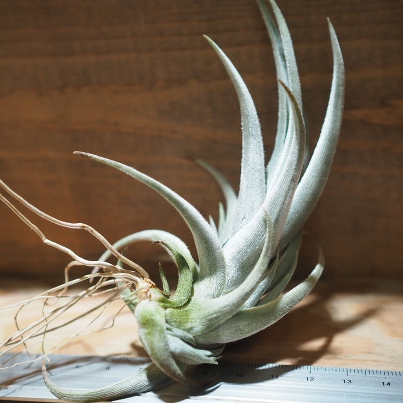 チランジア ／ クシフィオイデス (T.xiphioides) ＊A01/Jul05-02 |