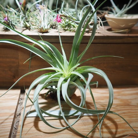 チランジア ／ キセログラフィカ × カピタータ　(T.xerographica × T.capitata)　＊A01/Jul05