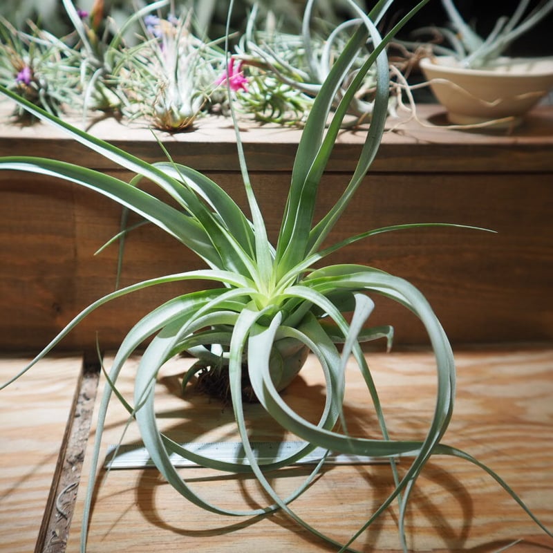 ★限定値下げ★チランジア　キセログラフィカ　着生　コルク板【匿名配送】Ｃ チランジア キセログラフィカ 着生 発根 コルク板【匿名配送