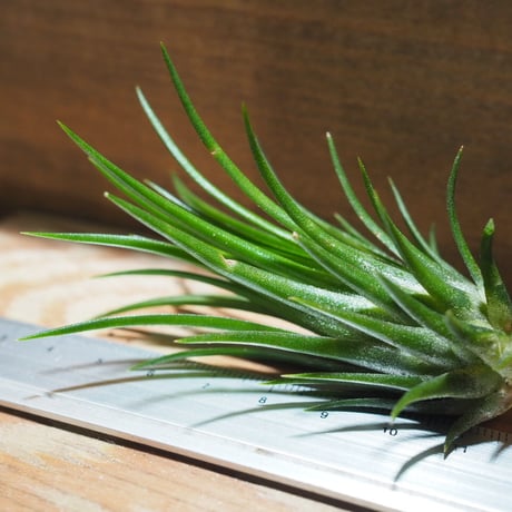 チランジア ／ イオナンタ フェーゴ レッドジャイアント　(T.ionantha 'Fuego Red Giant')　＊A01/Jul11