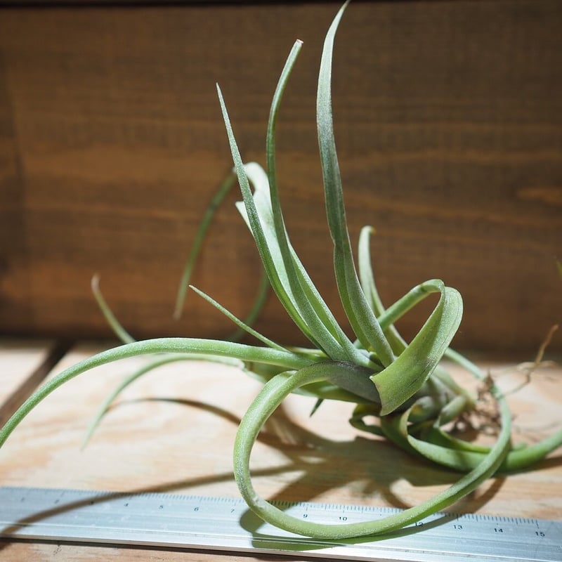 【チランジア カーリースリム】親株はヴィヴィパラ 希少 エアープランツ チランジア カーリースリム】親株はヴィヴィパラ？希少 エアープランツ
