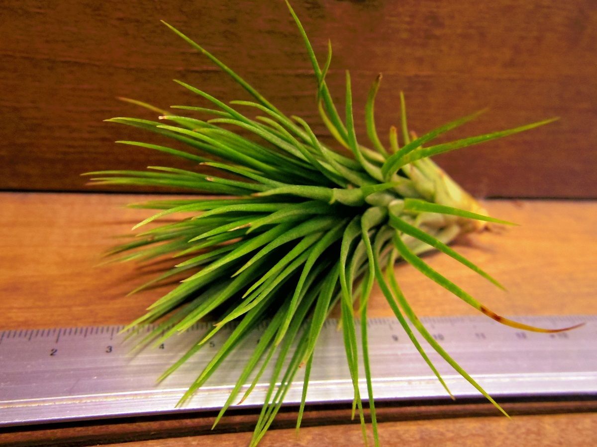 チランジア Andrean Jewel Tillandsia 'A Rare Jewel' （T.funckiana x T.ionantha var