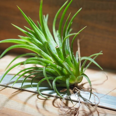 チランジア ／ イオナンタ ファウンテン　(T.ionantha 'Fountain')　＊A01/Jul11