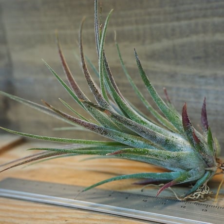 チランジア ／ プルイノーサ × スカポーサ　(T.pruinosa × T.scaposa)　＊A02/Dec14