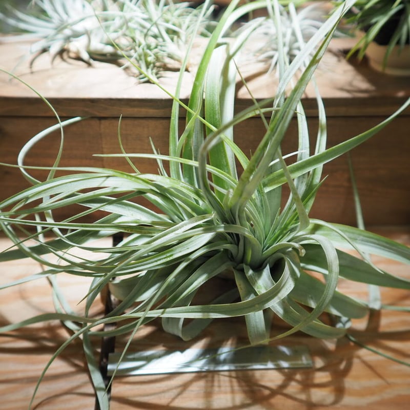 R*o様 チランジアハイブリッド R*o様 チランジアハイブリッド R*o様 チランジアハイブリッド Frontier